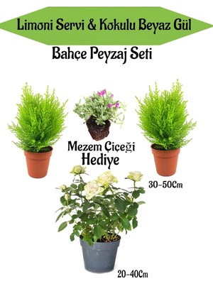 Esranın Dünyası Nura Botanik Bahçe Seti, 2 Adet Limoni Servi Fidanı, 1 Adet Beyaz Gül Fidanı, Hediye Mezem Çiçeği