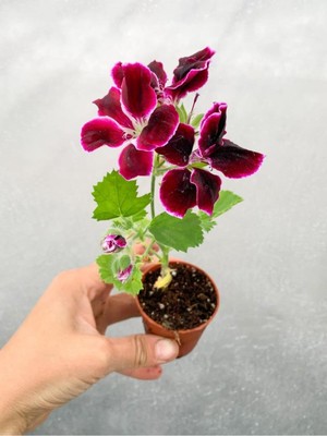 Esranın Dünyası Nura Botanik Sardunya Çiçeği Fidanı, Bordo, 10-20 cm