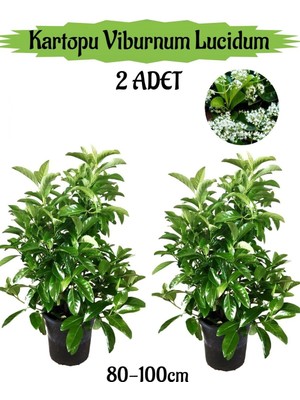 Esranın Dünyası Kartopu Viburnum Lucidum 2 Adet 80-100 cm Saksılı Dış Mekan Bahçe Peyzaj Çit Bitkisi, BTS011705NA14