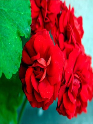 Esranın Dünyası Nura Botanik Bordo Sakız Sardunya Çiçeği, 15-25 cm Saksılı Çiçekli Bodur Bitkiler Geranium
