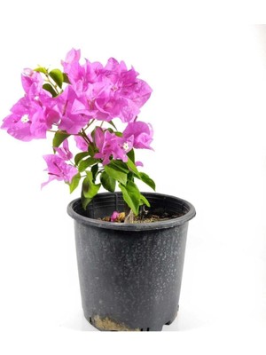 Esranın Dünyası Gardenbox Mor Begonvil Fidanı, Bahçe Balkon Teras Bitkisi, 30-60 Cm, 1 Adet Saksılı Bougainvillea