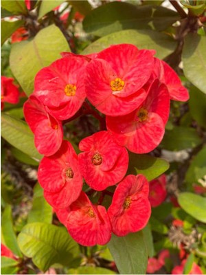 Esranın Dünyası Videolu Kırmızı Renk Dikenler Tacı 1 Adet Saksılı 10-15CM Iç Mekan Ofis Bitkisi (Red Euphorbia)