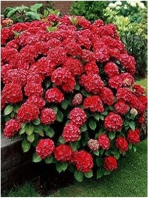 Esranın Dünyası Bitkim Sende 4 Adet Ithal Ortanca Fidanı, Kırmızı-Pembe-Mor-Beyaz, Tüplü, 1. Kalite, 30-50 cm