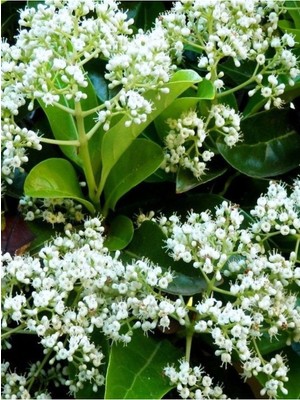Esranın Dünyası Kartopu Viburnum Lucidum 1 Adet 80-100 cm Saksılı Dış Mekan Bahçe Peyzaj Çit Bitkisi, BTS011705NA4