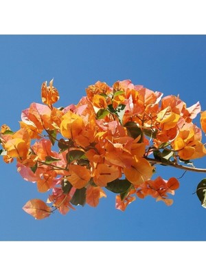 Esranın Dünyası Nura Botanik Kayısı Renkli Begonvil Fidanı, Bougainvillea