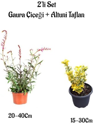 Esranın Dünyası Serada Decor & Plant Gaura Çiçeği + Altuni Taflan 2'li Set, Kırmızı, Dış Mekan Bitkileri