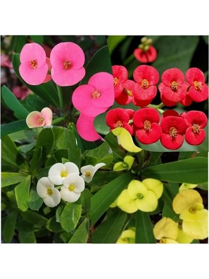 Esranın Dünyası Nura Botanik 4 Adet Karışık Renk Dikenler Tacı Çiçeği Fidanı, 15-25 Cm, Saksılı, Euphorbia