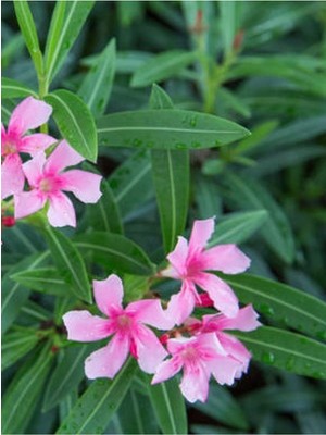 Esranın Dünyası Videolu Pembe Zakkum Fidanı Saksılı 40-65 cm Saksılı Çiçekli Bodur Bitkiler Oleander