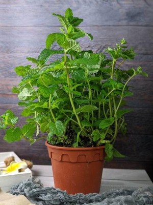 Esranın Dünyası Gardenbox Nane Fidanı, 10-30 Cm, 1 Adet Saksılı Balkon Mutfak Bitkisi