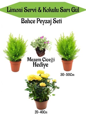 Esranın Dünyası Nura Botanik Bahçe Seti, 2 Adet Limoni Servi Fidanı, 1 Adet Sarı Gül Fidanı, Hediye Mezem Çiçeği, Çok Renkli