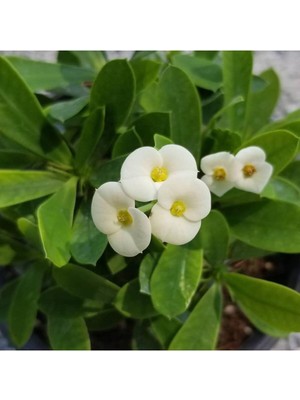 Esranın Dünyası Nura Botanik Ithal Orijinal Beyaz Euphorbia Milii, Dikenler Tacı, Küçük Saksıda
