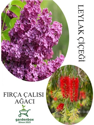 Esranın Dünyası Nura Botanik Kokulu Leylak Çiçeği Fidanı Saksılı 30-60CM + Fırça Çalısı Fidanı 30-60CM, Çok Renkli, Set