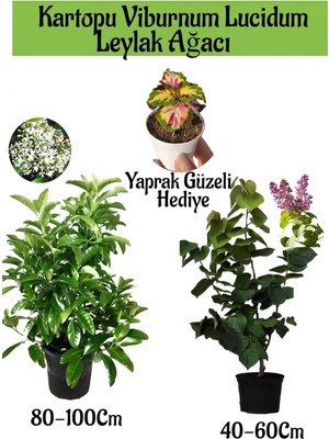 Esranın Dünyası Serada Decor & Plant Kartopu Viburnum, Kokulu Leylak Ağacı, Yaprak Güzeli Hediye Bahçe Bitkisi Seti
