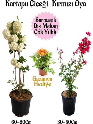 Esranın Dünyası Nura Botanik Kartopu Çiçeği, Kırmızı Oya Ağacı, Sarı Gazanya Hediyeli Saksılı Bahçe Seti