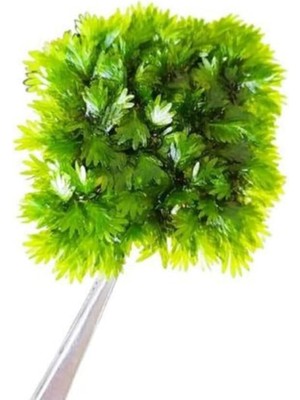 Uravas Store Fissidens Miroshaki Moss Cup Canlı Bitki