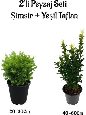 Odea Gardenbox Çalı Şimşiri Fidanı + Yeşil Taflan Çit Bitki Seti, 2'li Bahçe Peyzaj Bitki Seti