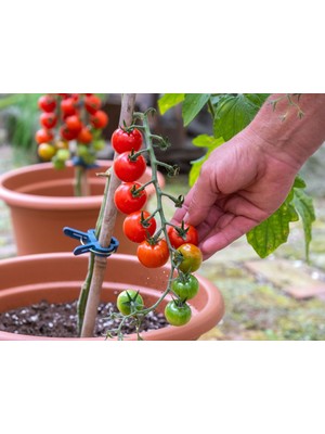 Odea Totem Cherry Domates Tohumu 25+ Tohum – Mini Cherry Domates Bitkisi – Saksı ve Balkon Yetiştiriciliğine Uygun