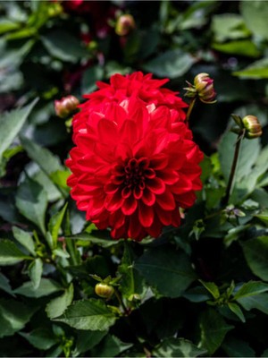 Odea Videolu Kırmızı Dahlia Yıldız Çiçeği Fidanı 1 Adet Saksılı 20-40 cm Iç/dış Mekan Bitkisi(Dahlia)