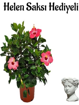 Odea Kadınlar Gününe Özel Kırmızı Japon Gülü(Hibiscus Rosa) Helen Saksı Hediyeli