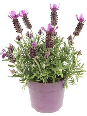 Odea Videolu Yoğun Kokulu Mor Lavanta Angustifolia Fidanı 30 Adet Saksılı/tüplü 10-20CM (Lavender)