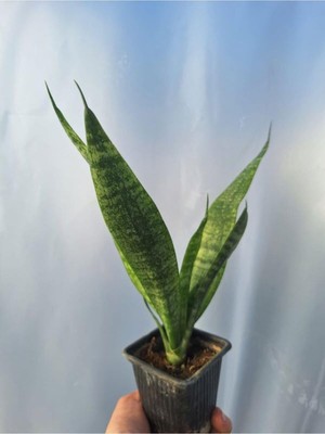 Odea Nura Botanik Sansevaria Kılıçı Bitkisi, 15-25CM, Saksılı, Iç Mekan Bitkisi