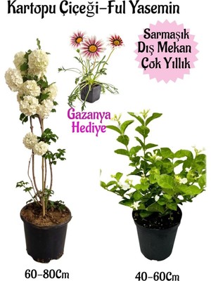 Odea Kartopu Çiçeği 1 Adet+Kokulu Ful YASEMIN1ADET+PEMBE Gazanya Hediyeli Saksılı Bahçe Seti, BTSNA01KAR93
