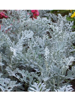 Odea Videolu Bahçe Külü Çiçeği Fidanı 30-50 cm Saksılı Çiçekli Bodur Bitkiler Cineraria Maritima