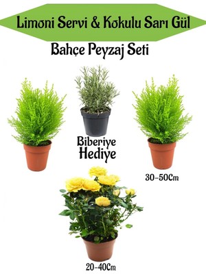 Odea Serada Decor & Plant Bahçe Seti, 2 Adet Limoni Servi Fidanı, 1 Adet Sarı Gül Fidanı, Hediye Biberiye