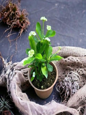Odea Nura Botanik Sarı Çiçekli Milli Dikenler Tacı Mini Saksıda, Euphorbia, 5-10 Cm, Iç/dış Mekan Bitki