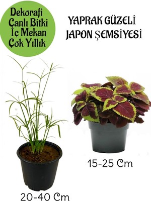 Odea Gardenbox Japon Şemsiyesi Saksılı + Yaprak Güzeli Çiçeği Saksılı Iç Mekan Bitkileri Seti