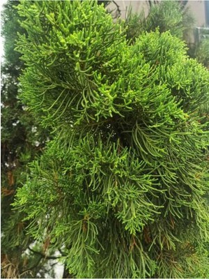 Odea Videolu Kokulu 1 Adet Limoni Servi Fidanı Saksılı 30-50 cm (Lemon Cypress Sapling)