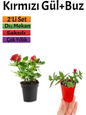 Odea Kırmızı Gül(15-25 Cm)+ Buz Çiçeği(5-10 Cm) Saksılı Dış Mekan Bitkilei, BTSNU2102202411