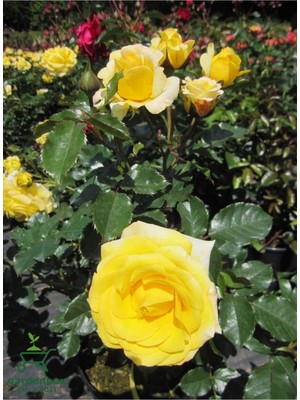 Odea Mis Kokulu Sarı Renk Gül Fidanı 30-40CM 1 Adet Saksıda (Rose)