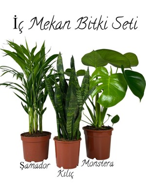 Odea Bitkim Sende Iç Mekan Salon Seti, Şamador (15-30CM), Yeşil Kılıç (20-40CM), Deve Tabanı (40-55CM), Yeşil