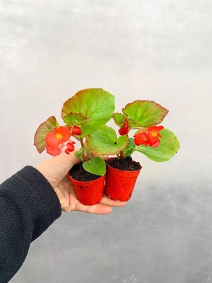 Odea Nura Botanik Karışık Renk Mini Şeker Begonya, 5-15 Cm, 2 Adet Saksılı Bodur Bitki, Begonia Semperflorens