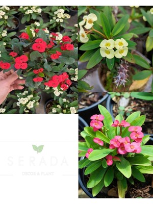 Odea Gardenbox Dikenler Tacı 10-15 cm Saksılı Çiçekli Bodur Bitki, 3'lü Set, Sarı Kırmızı Pembe, Euphorbia Milii