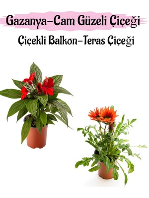 Odea Kırmızı Renk Cam Güzeli 1 Adet+Kırmızı Renk Gazanya Çiçeği 1 Adet Saksılı 10-20CM