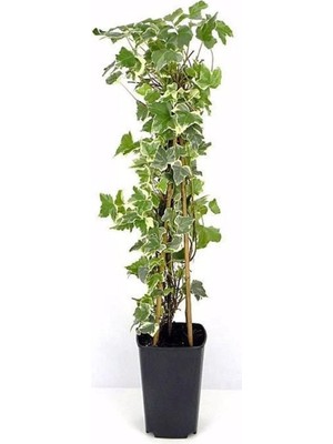 Odea Alacalı Büyük Yapraklı Duvar Sarmaşığı Hedera Helix Variegata, 40-60 Cm, Saksıda