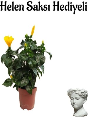 Odea Gardenbox Sarı Japon Gülü (Hibiscus Rosa) Helen Saksı Hediyeli, Kadınlar Gününe Özel