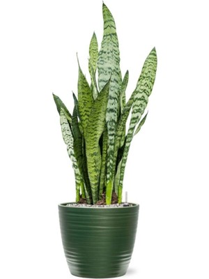Odea Gardenbox Dekoratif Yeşil Kılıç Saksılı, 20-40 Cm, Iç Mekan Bitkileri