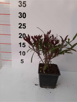Odea Gaura Çalısı – Kırmızı Renkli - 6 Adet