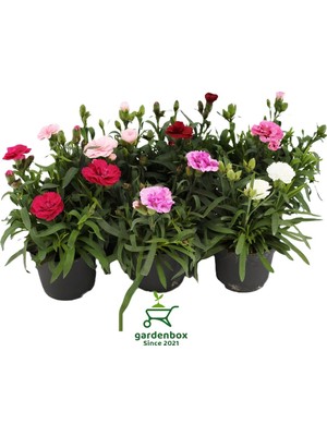 Odea Nura Botanik Mis Kokulu Karanfil Çiçeği, Kırmızı-Pembe-Beyaz, 3 Adet Saksılı, 15-25 cm