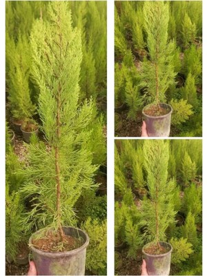 Odea Nura Botanik Limon Kokulu Servi, 3 Adet Saksılı, 30-65 Cm, Çok Renkli