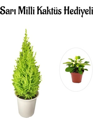 Odea Nura Botanik Limon Kokulu Salon Limon Çamı, Beyaz Saksı, Canlı Iç Mekan Bitkisi