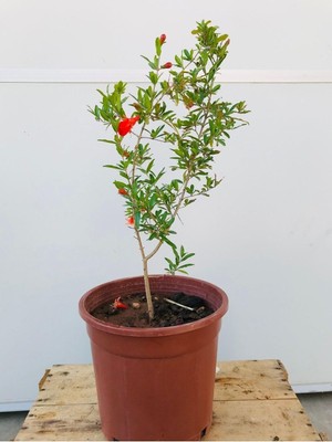 Odea Gardenbox Süs Narı Fidanı Saksılı, 5,5 Litre, Kırmızı Çiçekli, Iç Mekan Bonsai