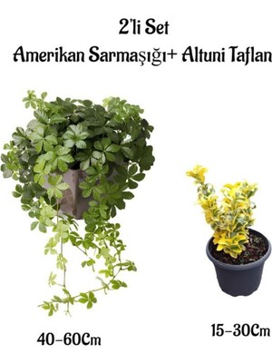 Odea Amerikan Duvar Sarmaşığı+Altuni Taflan 2'li Set Çit Bitkisi Fidanı Bahçe Bitkileri, BTS0001NA1326