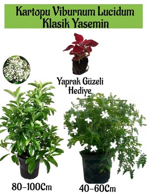 Odea Nura Botanik Kartopu Viburnum + Klasik Izmir Yasemini + Yaprak Güzeli Hediye Bahçe Bitkisi Seti
