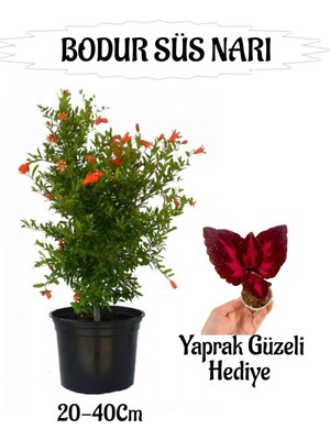 Odea Gardenbox Bodur Süs Narı Fidanı Saksılı, 20-40 Cm, Yaprak Güzeli Hediyeli Bahçe Peyzaj Seti