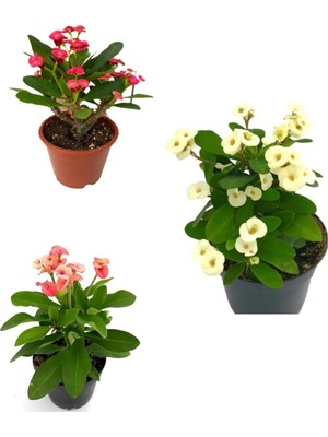 Odea Nura Botanik Dikenler Tacı Milli Kırmızı-Beyaz-Pembe Renk 3 Adet Saksılı 10-20CM Euphorbia