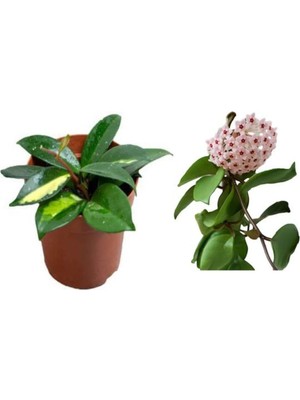 Odea Videolu Mum Çiçeği Hoya Carnosa Fidesi 1 Adet Saksılı 10-20CM Iç Mekan Salon Sarmaşık Bitki